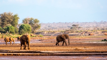 Safaris are embracing a more sustainable, diverse futureTravel And Tour World