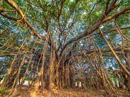 Kantharpur banyan tree to be developed as religious tourism site