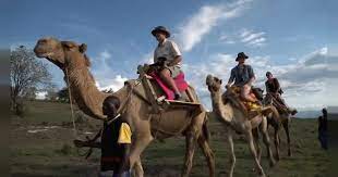 Soyasambu Conservancy in Kenya bypassing electric vehicles and using camels for safari